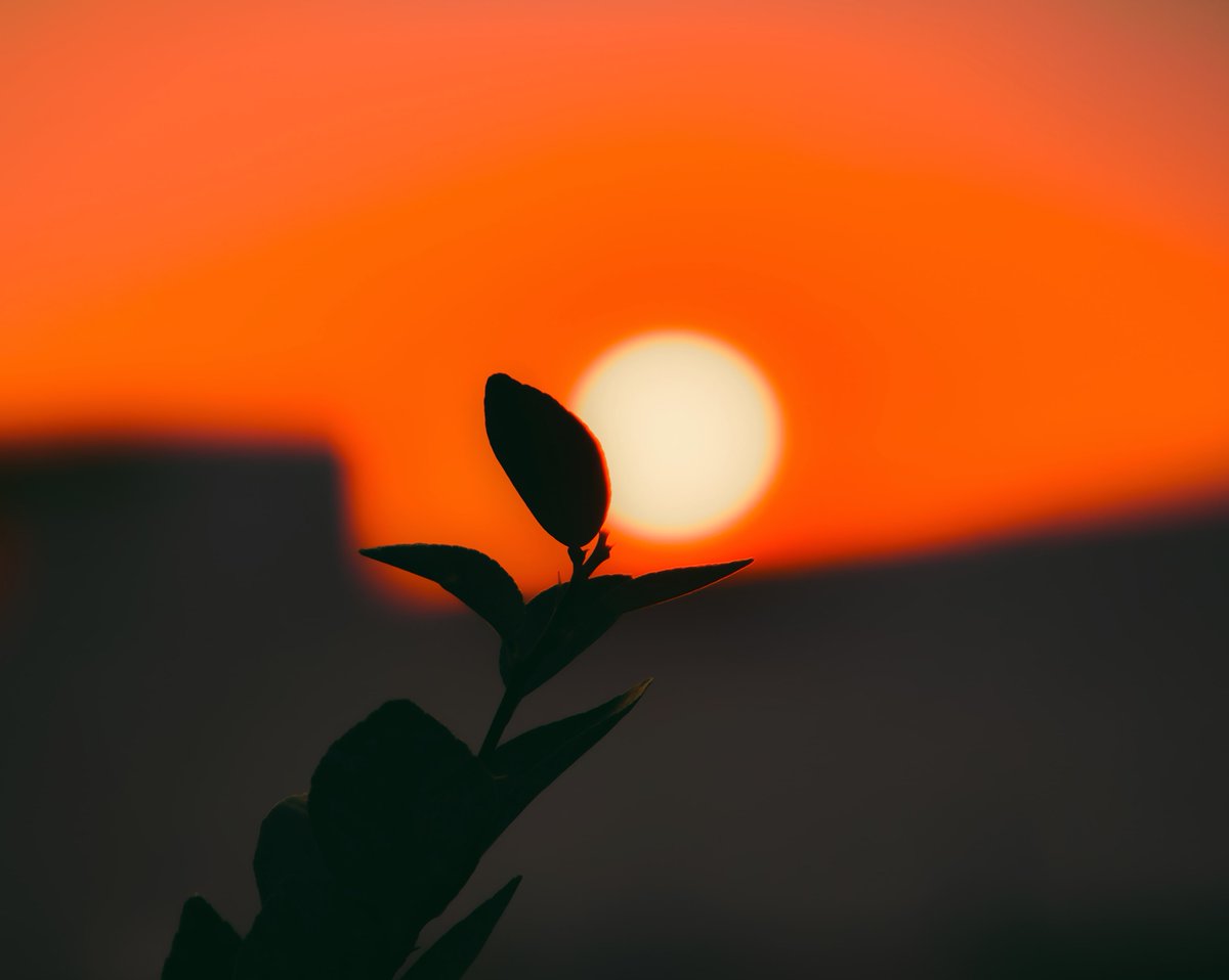 You enter a photo contest with the theme of “Sunset Dreams”, what photo would you submitted?

Let’s see them!!  📸🌄