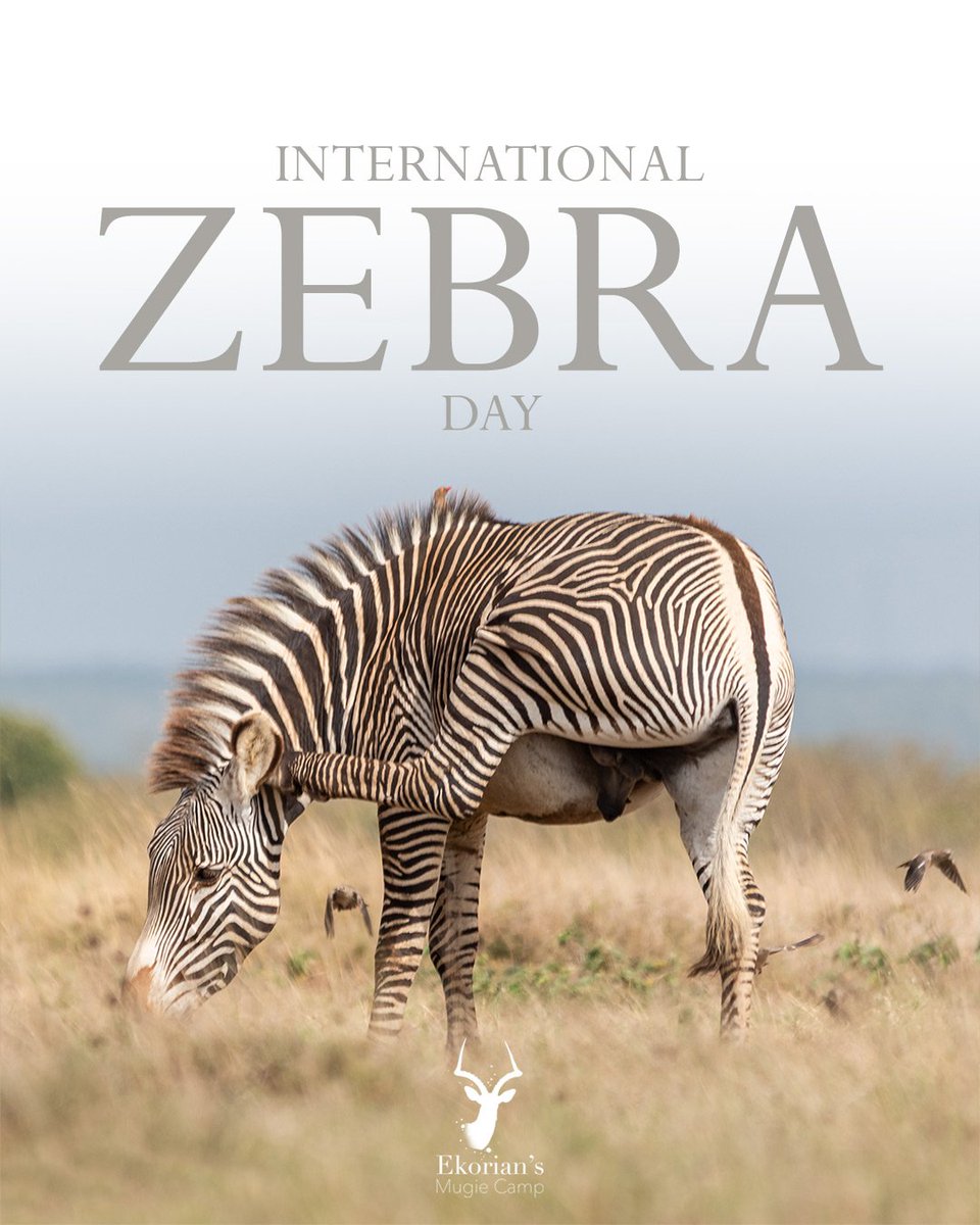 🦓 Stripes, sunshine, and the wild heart of Mugie. ✨

Photo Credit: Tarryn Liddell

#InternationalZebraDay #ZebraDay #EkoriansMugieCamp