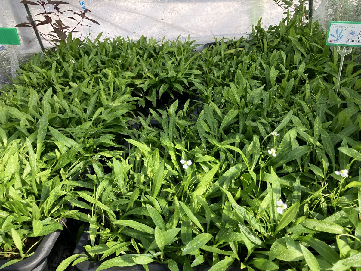 4.04 (@IV404404) / Posts / X