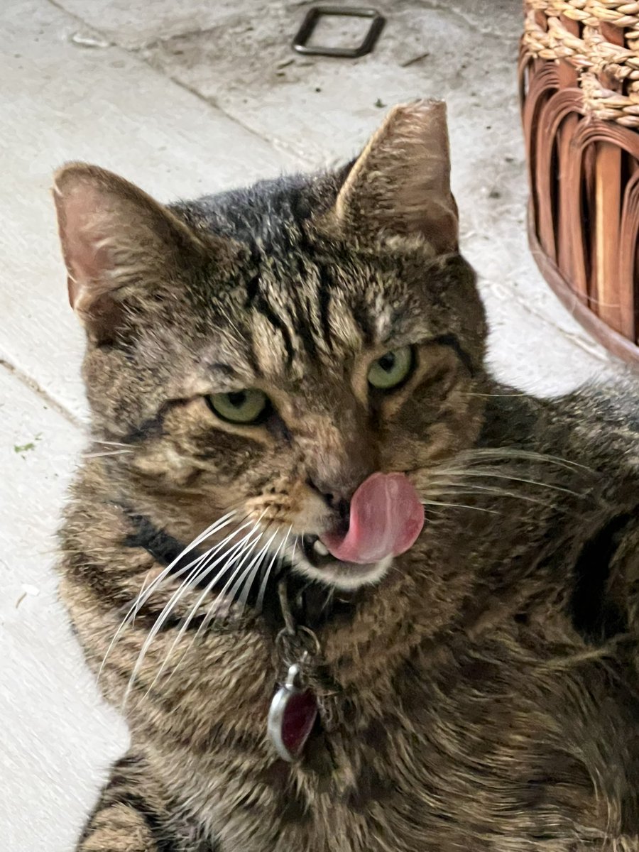 Im bored send pets :3
#pets #femboy