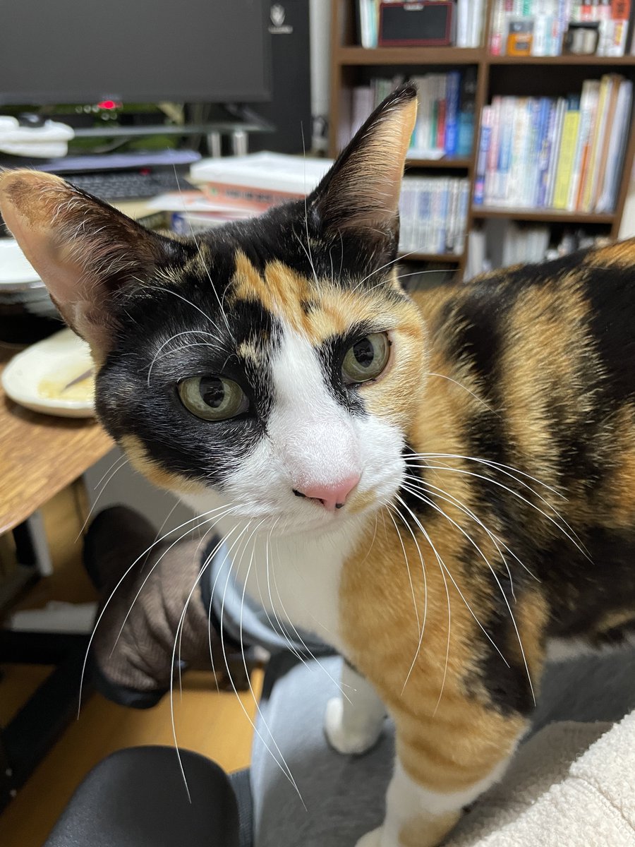 thin2(シンツー)@藤沢市で三毛猫と暮らせるしあわせ! tweet media