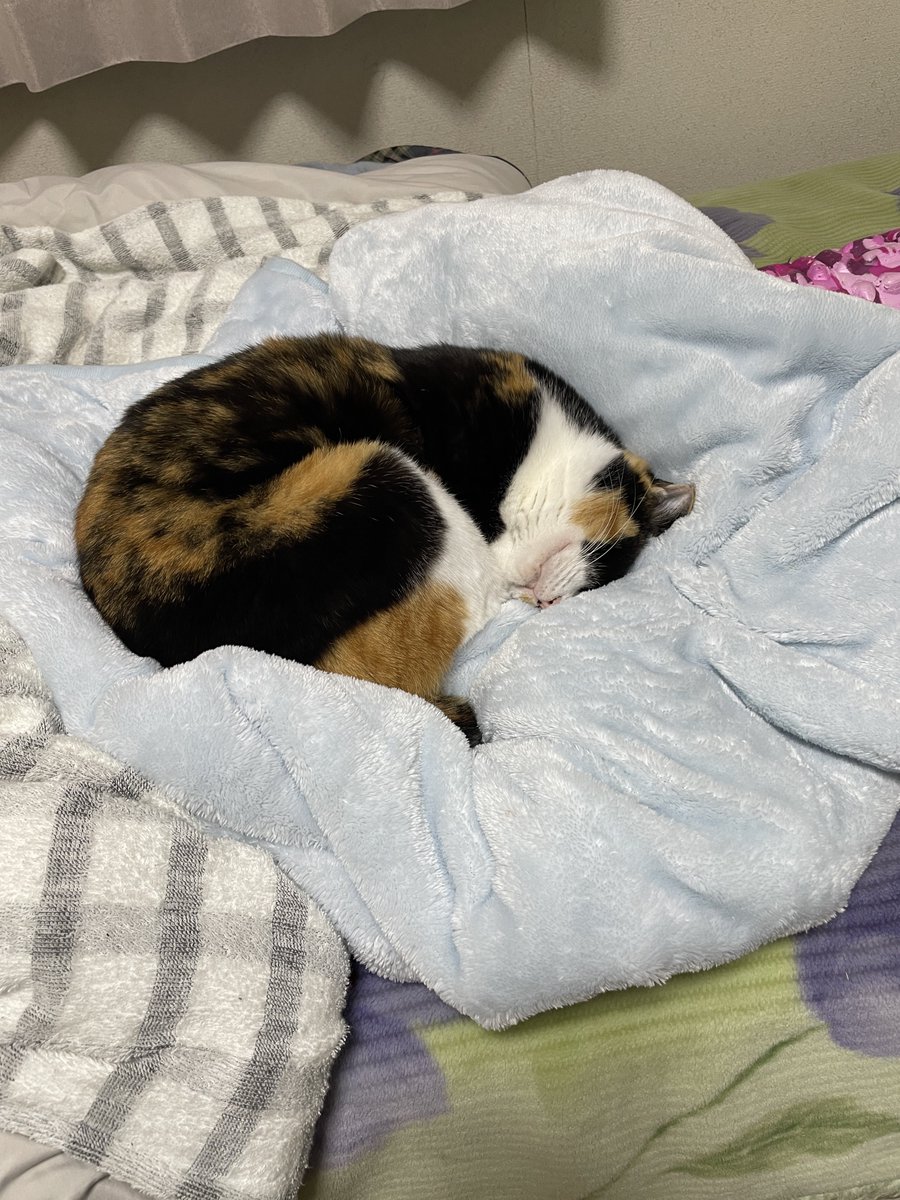 thin2(シンツー)@藤沢市で三毛猫と暮らせるしあわせ! tweet media