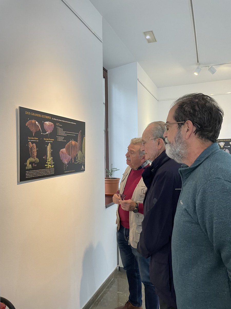 AAJBHC's tweet image. Ayer el Excmo Alcalde de Málaga D. Francisco De la Torre Prados quiso visitar antes de su clausura la exposición organizada por nuestra Asociación“Las Edades del Pinsapo realizada por Gabriel A. Gutiérrez Tejada 
@Abies_gabriel @AcademiaAgp @JBHConcepcion @malaga @diputacionMLG