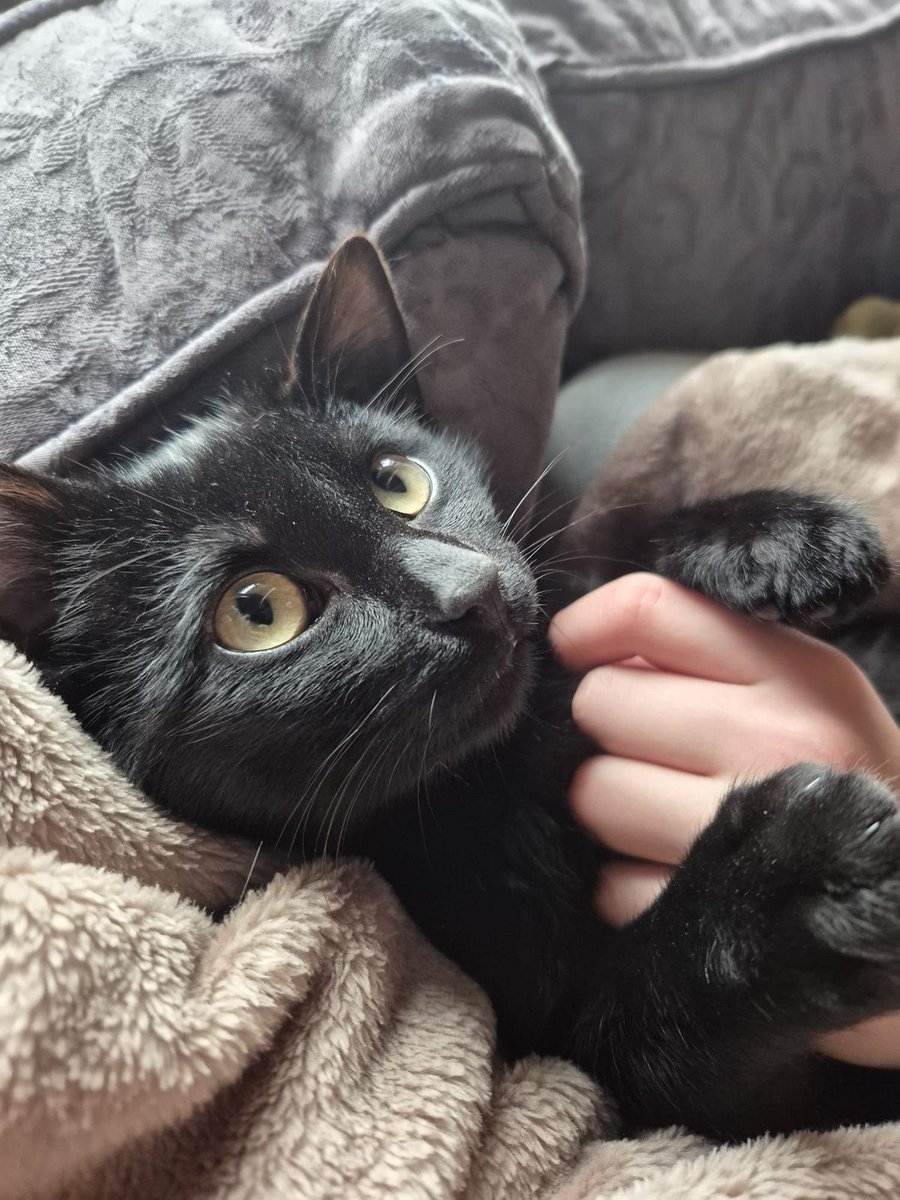 Black cats are not bad luck (@visualscat) on Twitter photo 