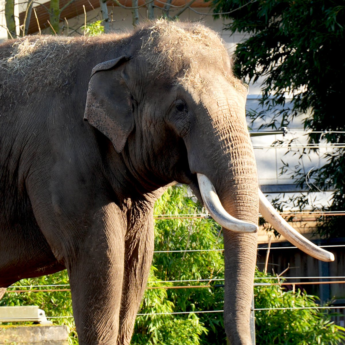 Dublin Zoo tweet media