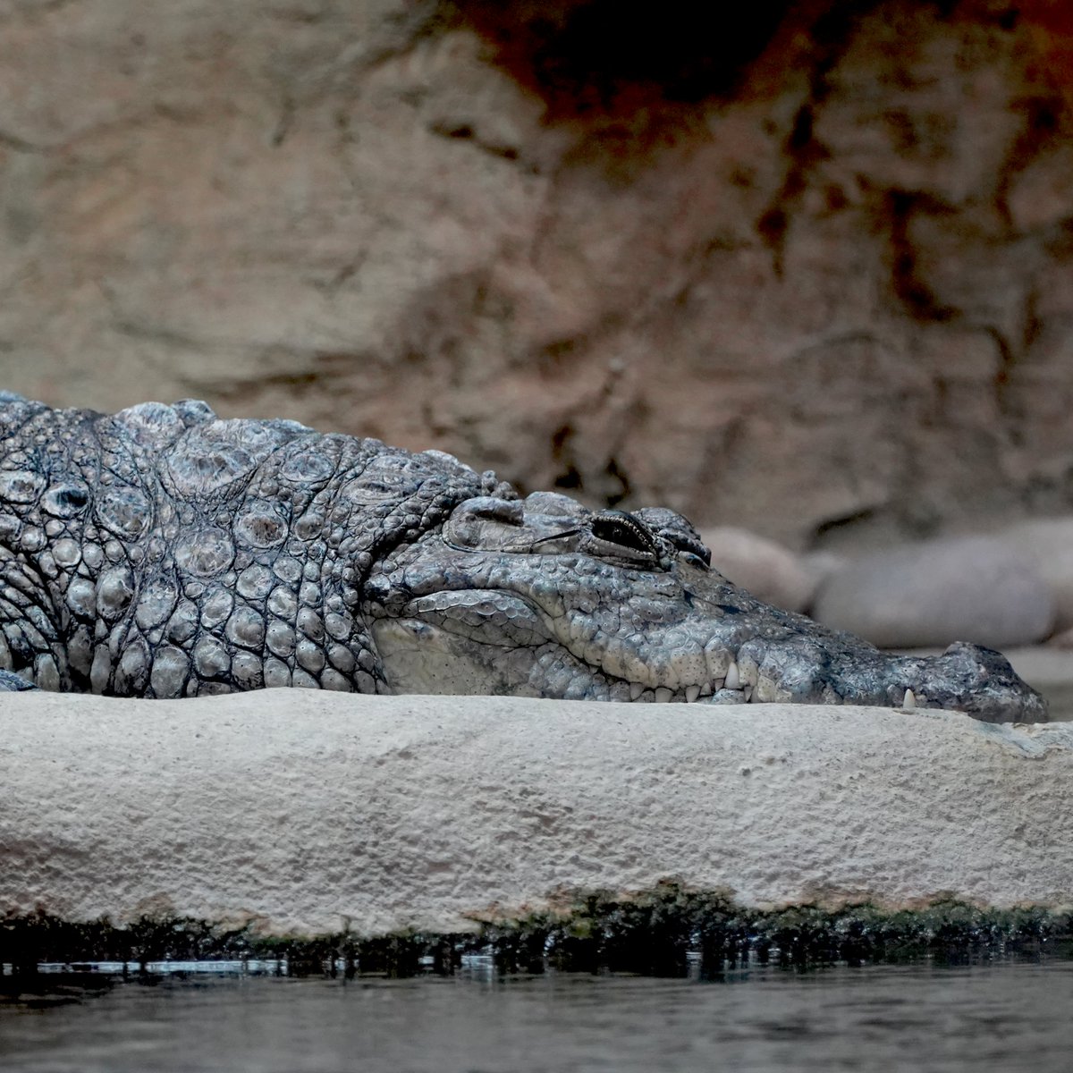 Dublin Zoo tweet media