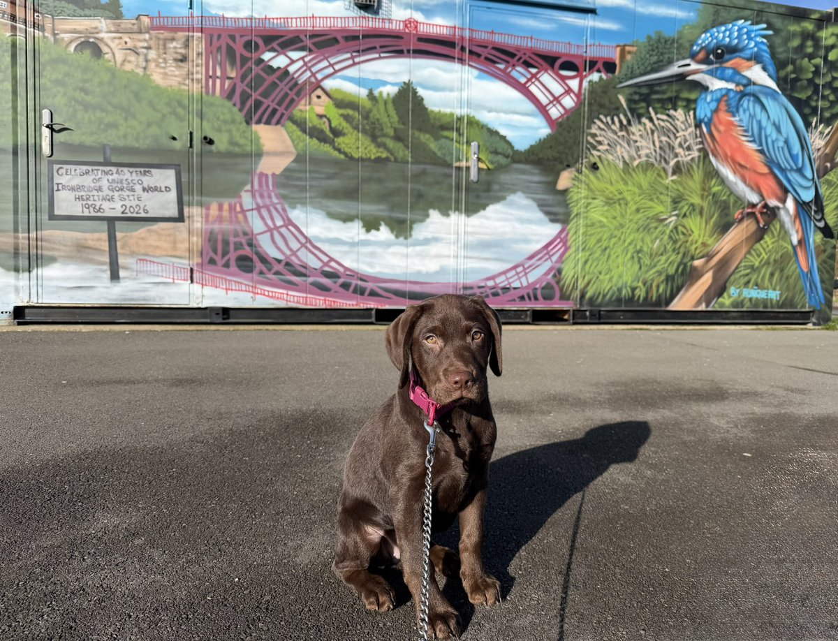 DobermanRoxythe's tweet photo. Good Morning #FactFans
The #Ironbridge spanning the #RiverSevern in #Shropshire received #WorldHeritageSite status is 1986
Hereโs Rosie our #Labrador #Puppy in front of the mural celebrating the 40th Anniversary of the award https://t.co/fjXfBDXBQH