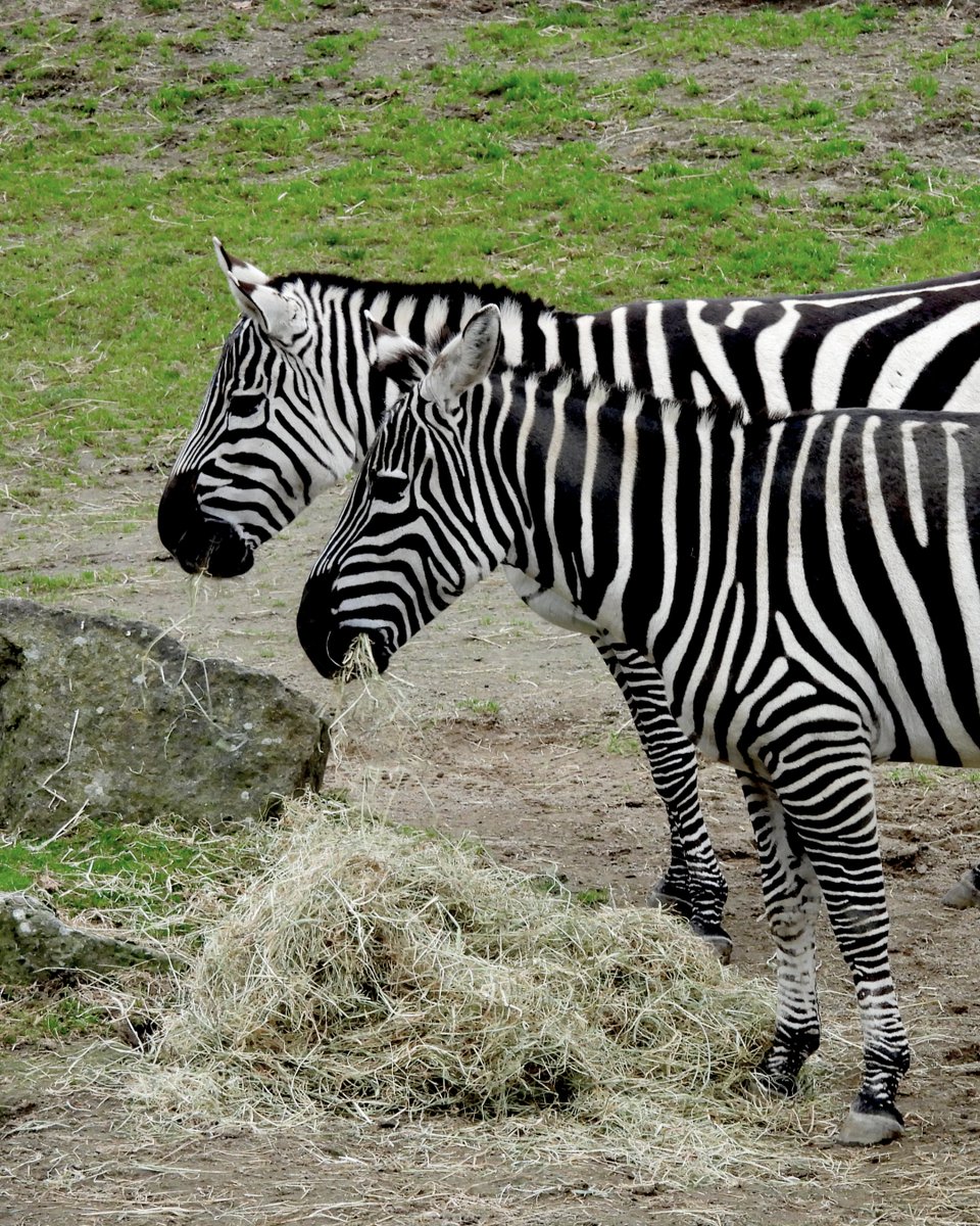 Dublin Zoo tweet media