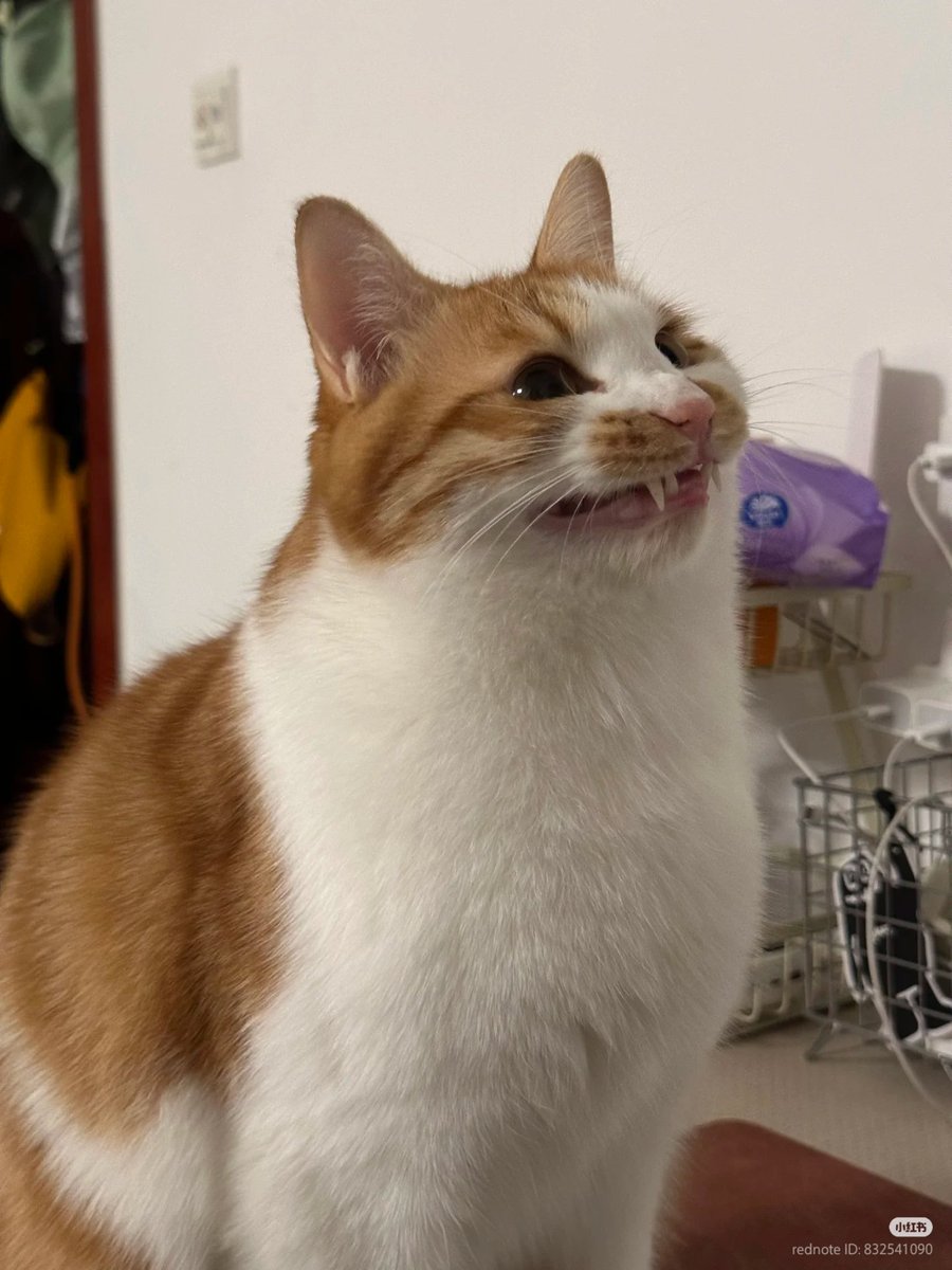 nocontextscats's tweet image. Hehe