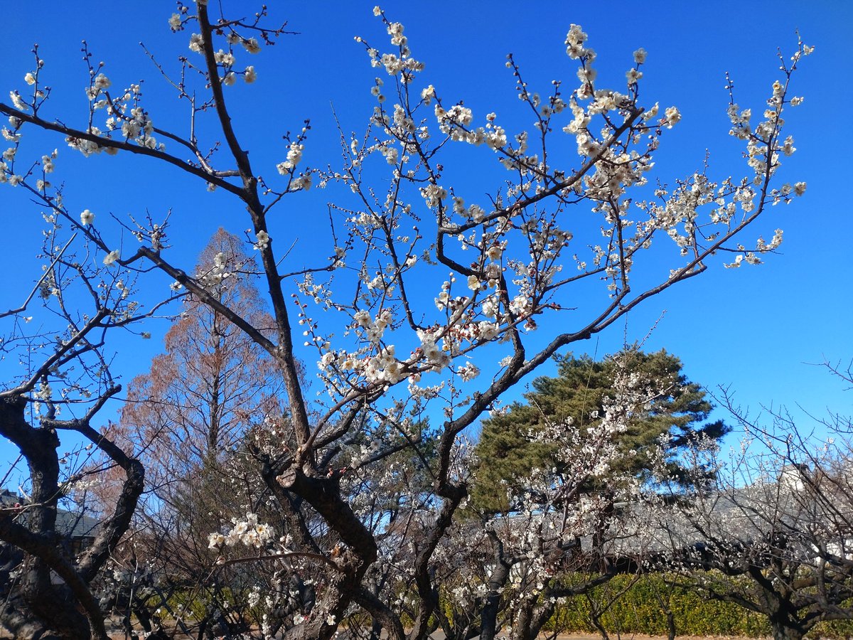 シモバシラ、初めて見ることが出来た。そしてしばらくは梅の香りの季節。