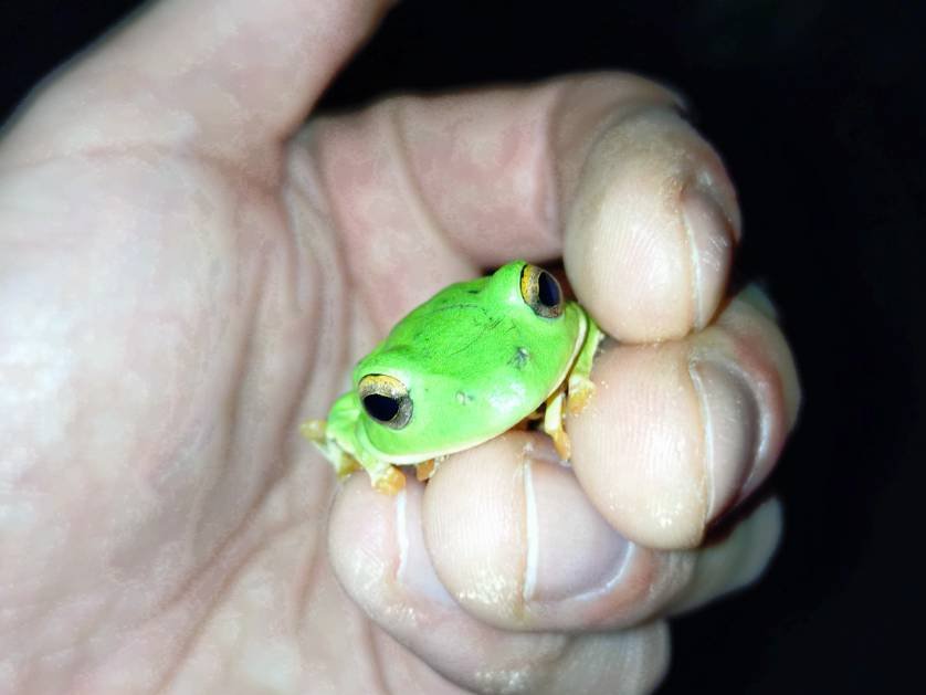 AffectionRep's tweet image. 野良リュウキュウアオガエル。
前、宮古島のミヤコヒキの写真をくれた釣り友達が石垣島から写真を送って来てくれました。
沢山アマガエルレベルで鳴いているくらいいるのに目の前にいても草むらに紛れて見つけにくいそーです。
石垣は今頃繁殖期なのかな？