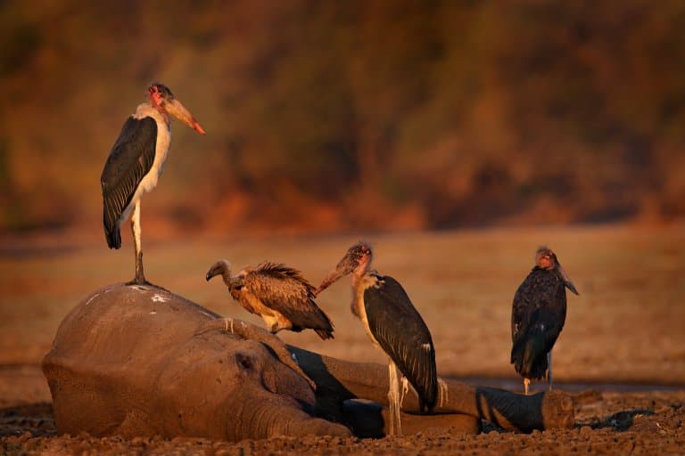 arojinle1's tweet photo. The statement is as a result of conservative endeavours of our forebearers. Yorùbá statements like these often have context to them. Marabou storks are one of the animals that our forebearers took time to study. Their reproduction rate is low. They don't start reproducing until age 4. Even though they lay 2-3 eggs, only about one-third of eggs reach independence, and only a quarter of juveniles reach sexual maturity. That means 1 out of 12 eggs will reach adulthood. If we also take the fact that they may not breed every year into consideration, their slow reproductive rate will become clearer.

Now, there are strict tabboos that are made to protect certain animals. Knowing how important vultures and Marabou storks are to the environment and how much they're needed, they systematically placed a ban on killing them. And what ban would be heavier that the fear of death?! That's why they say that whoever kills a vulture or a Marabou stork would die untimely. It's a genius conservation move.
