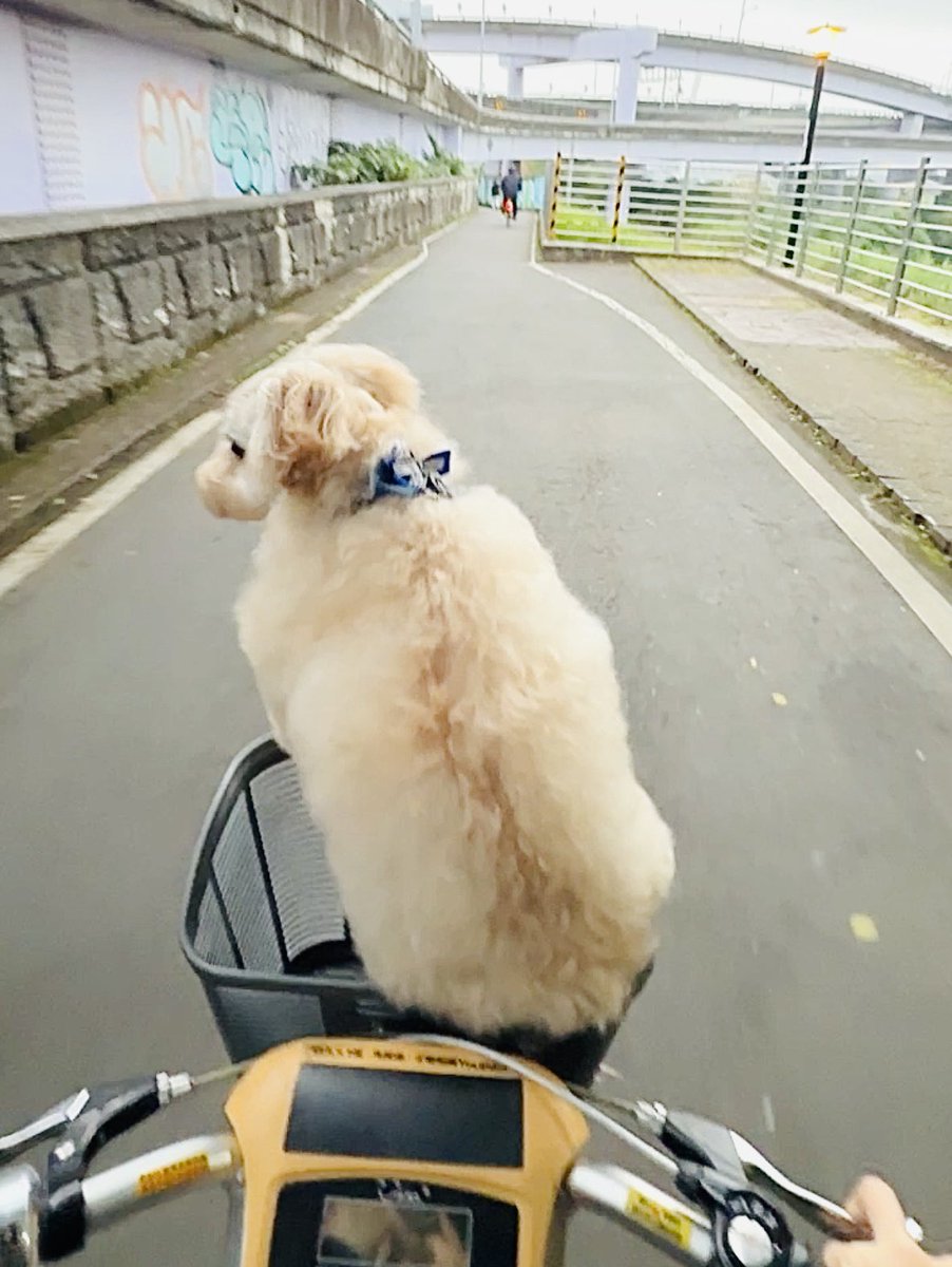 可以叫腦袋停一下嗎 tweet media