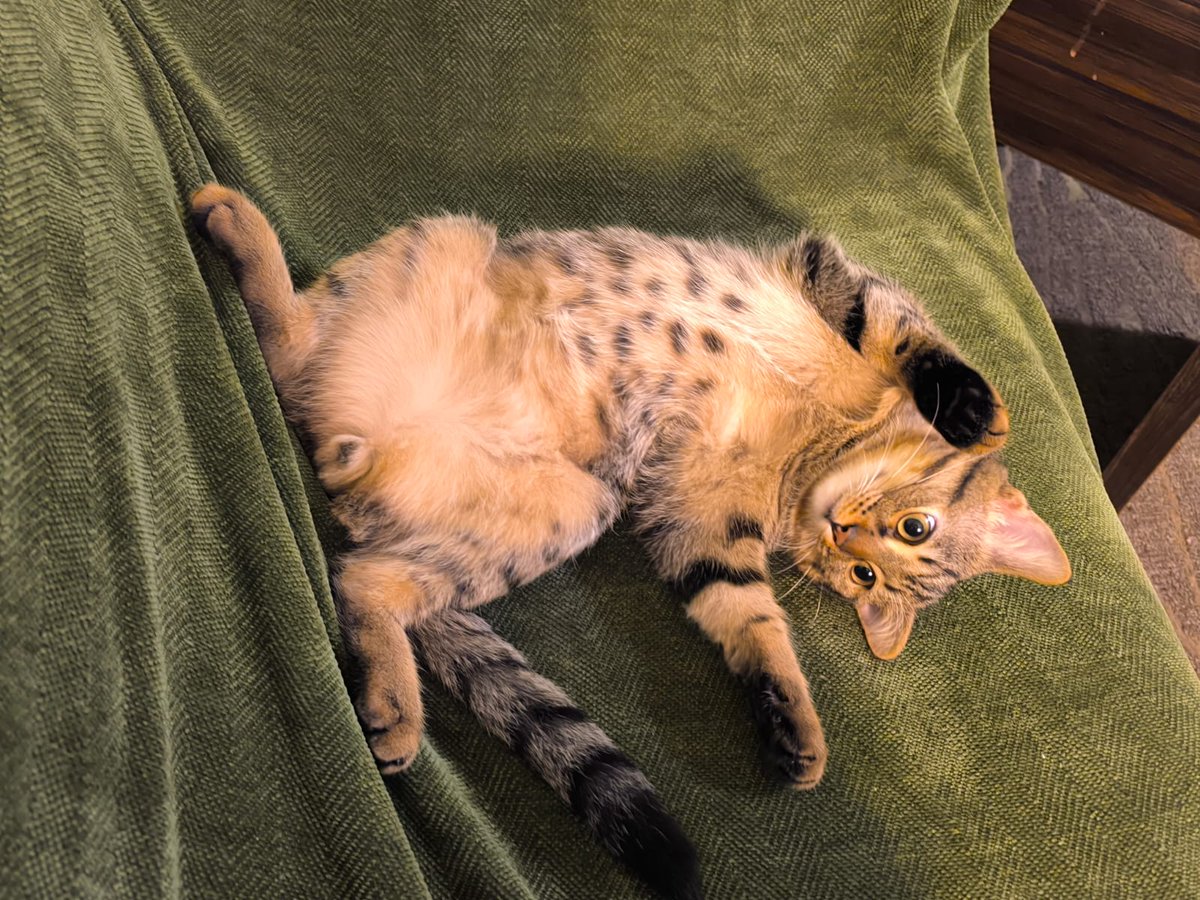 Gin Basil tweet media