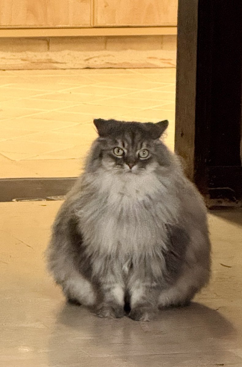 في بيتي دجاجة