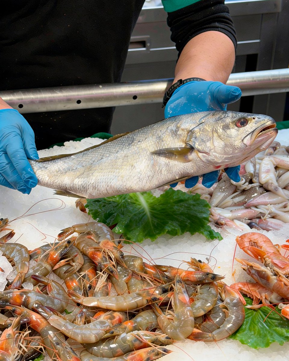 Condislife's tweet image. Avui hem baixat a botiga per ensenyar-vos lo millor de les nostres peixateries. 🐟

Descobreix el top 3 de la setmana!✨ Llisca per descobrir-ho! Llobarro, turbot i corball salvatge, amb quin et quedes?👆🏼

#condis #condissupermercats #frescoscondis #peixateriacondis