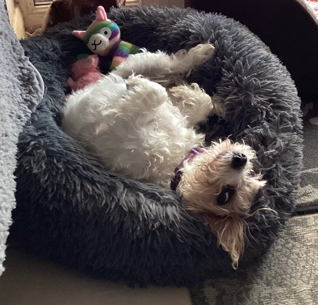 LelJoyce's tweet image. Our dog’s called Winnie. She came with the name when we rehomed her and we saw no need to change it. Definitely suits her too 😍 #ThisMorning