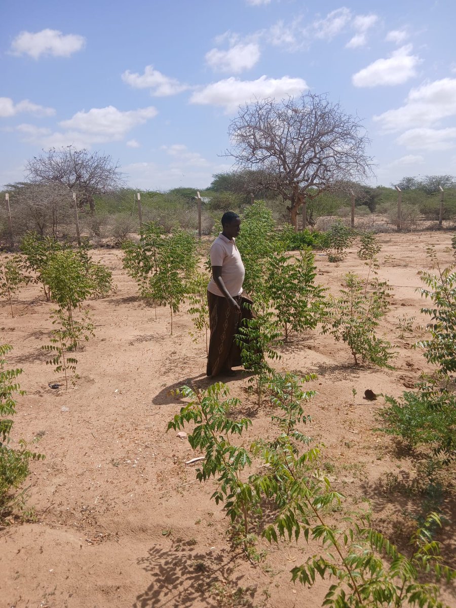kenyaDek's tweet photo. Greenyouth360 project in Dadaab continues to create lasting impact by transforming schools into greener and healthier learning environments for the learners.
Be part of the change, plant a tree today to secure the future.🌍💚
#greenyouth360 #EducationAboveAll #ClimateAction https://t.co/m0le0JX22D