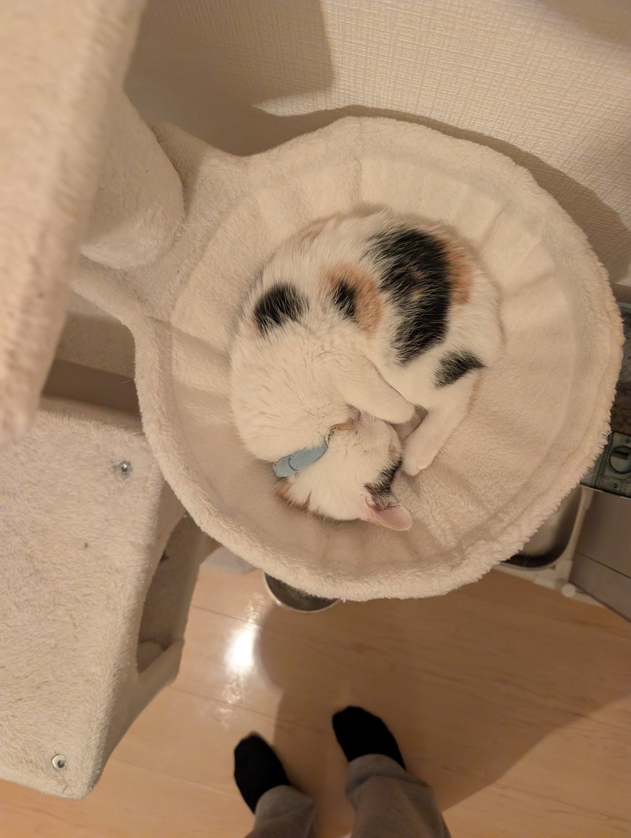 実は11月に、1ヶ月半の子猫を保護して家族になりました。(1枚目、2枚目)
もうすぐ4ヶ月になるあんずちゃんです。
らむねとあんずもよろしくお願いします！