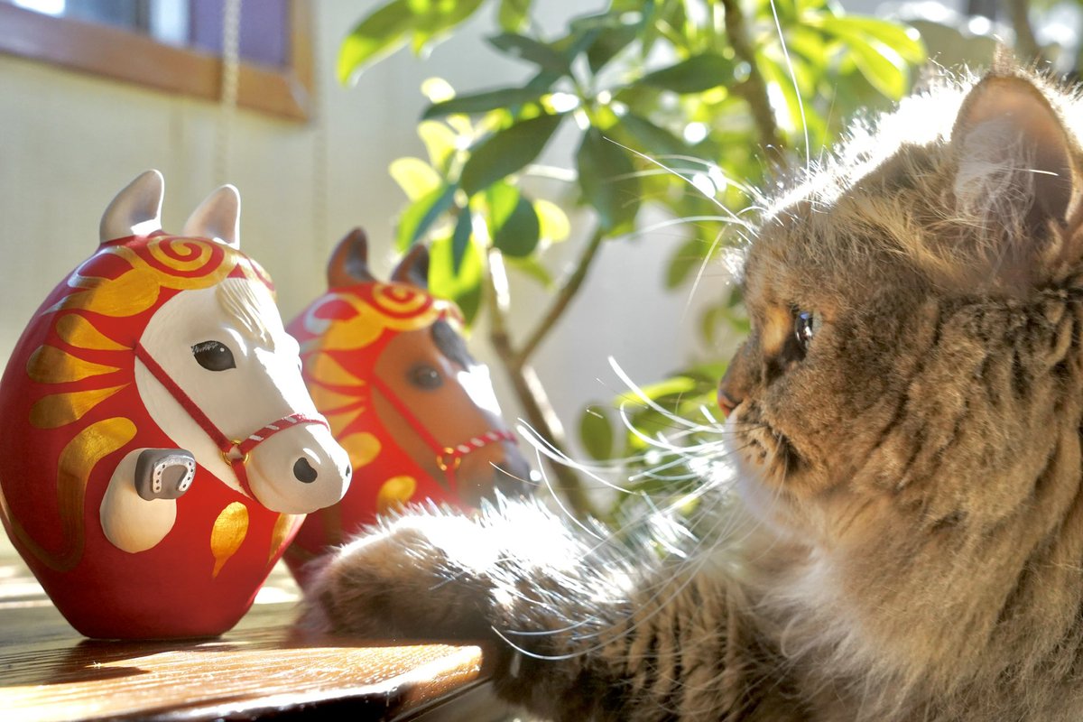 だるま屋 るもん (@darumaya_rumon) / Posts / X