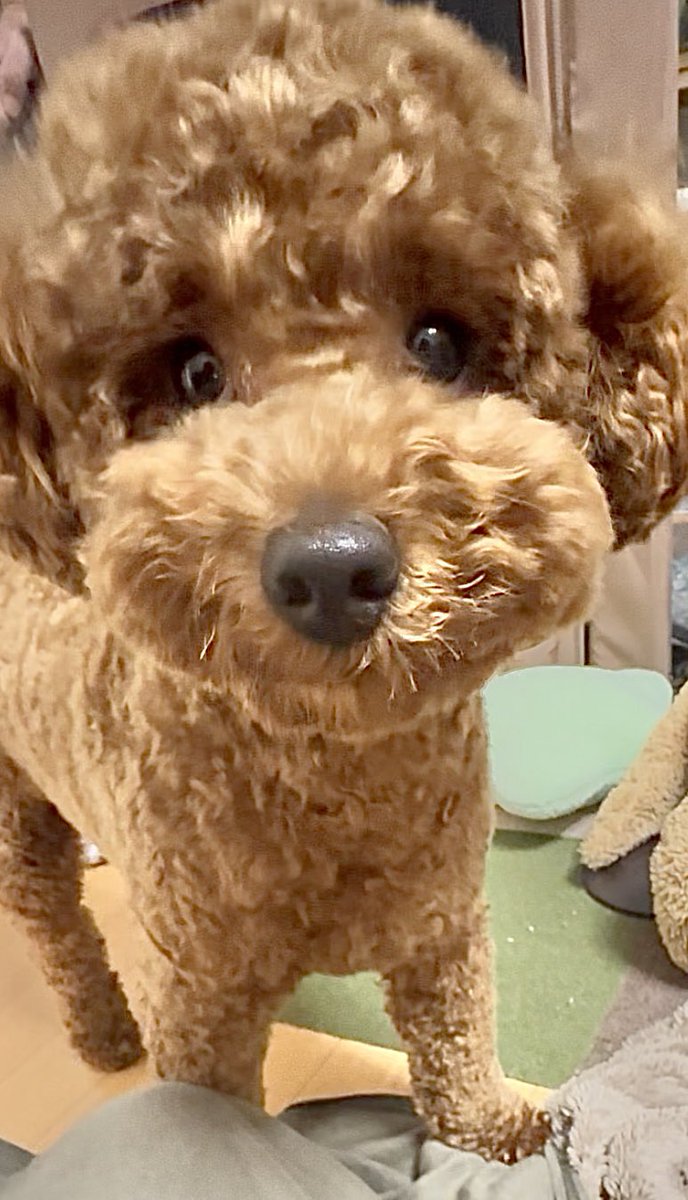 JInugasuki's tweet photo. 我が家のワン子🐶「ゆず（左）」１１歳、元保護犬。殺処分寸前で我が家に。人もワン子も苦手な小さなシニア犬です。🐶「かぼす（右）」１歳、9キロ弱。大きくなりすぎて売れ残っていたのを見つけ、お迎え。兄弟の日常を見守って下さい🥰

#犬のいる暮らし
#保護犬を家族に
#トイプードル
#シニア犬 https://t.co/auNvoeotz8