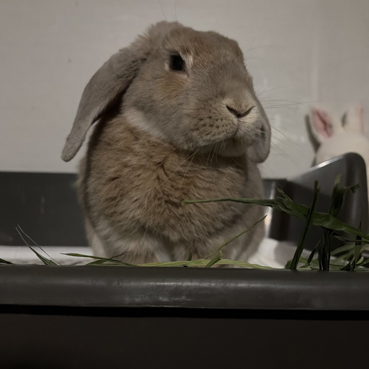 토끼들 새초롬 진지할 때 = 응아 쌀 때