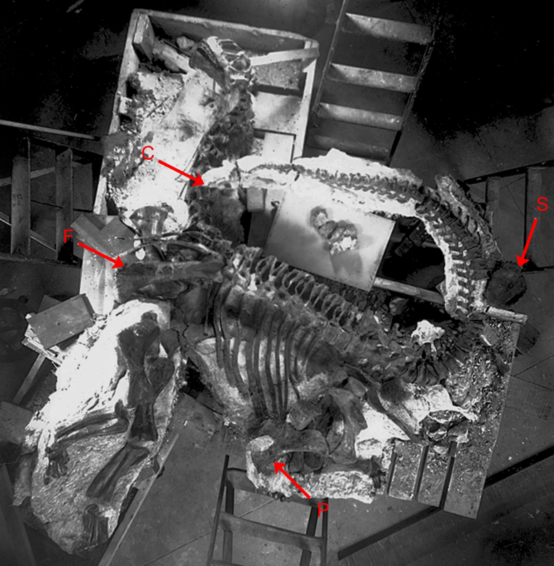 "2026 Carpenter et al Postcranial anatomy of immature Camarasaurus specimens"
(Kenneth Carpenter &amp; 池尻武仁 (<a href="/ikejiri_paleo/">池尻武仁（博士）</a>) &amp; Yvonne Wilson 2026)

若いカマラサウルスの解剖学
・頭より後ろ (Postcranial) が主
・ホロタイプ標本と比較
・図がめっちゃ豊富！！
researchgate.net/publication/40…