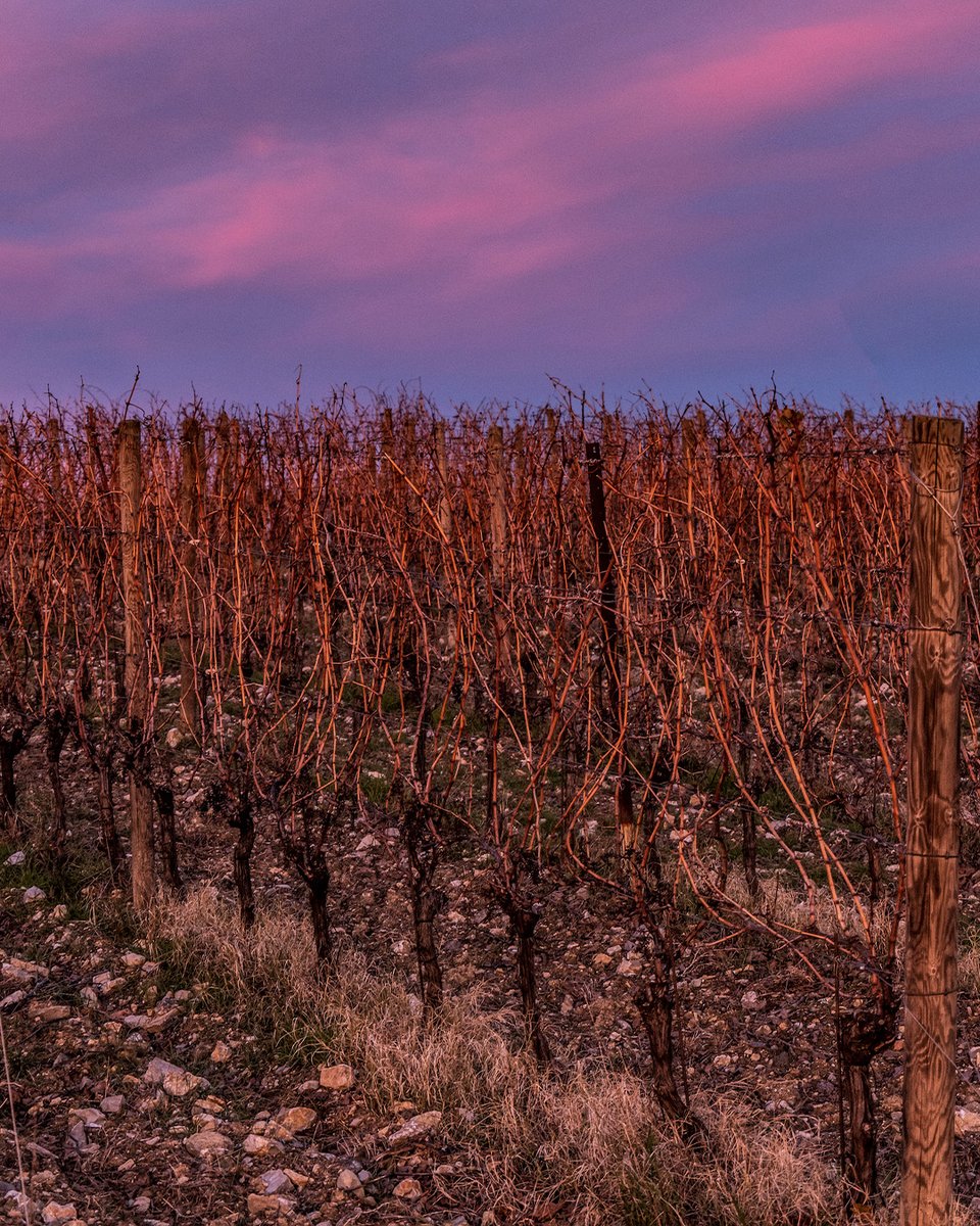 Marchesi Frescobaldi tweet media