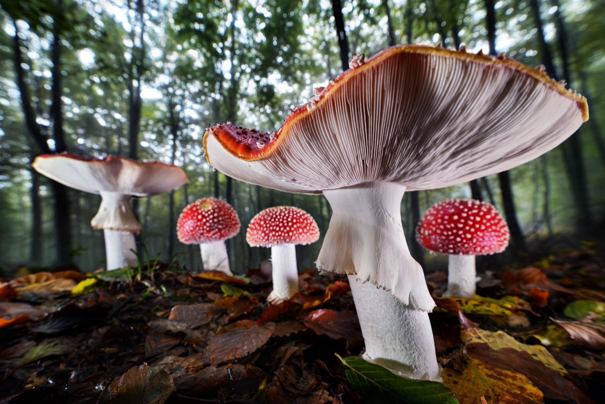 Gasometer Oberhausen tweet media