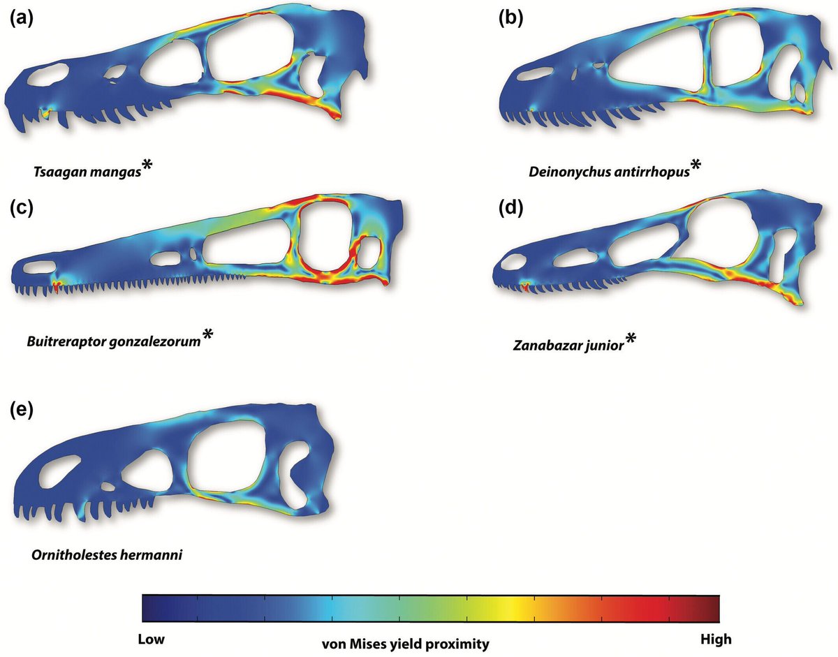 AnatRecord's tweet photo. When scaled at equalized forces and skull lengths, tyrannosauroids had lower stress magnitudes than non-tyrannosauroid theropods, indicative of specialized predation capability. 
New research by Evan Johnson-Ransom et al.: https://t.co/LrU4WxV6Ti https://t.co/XcQXdom0U2