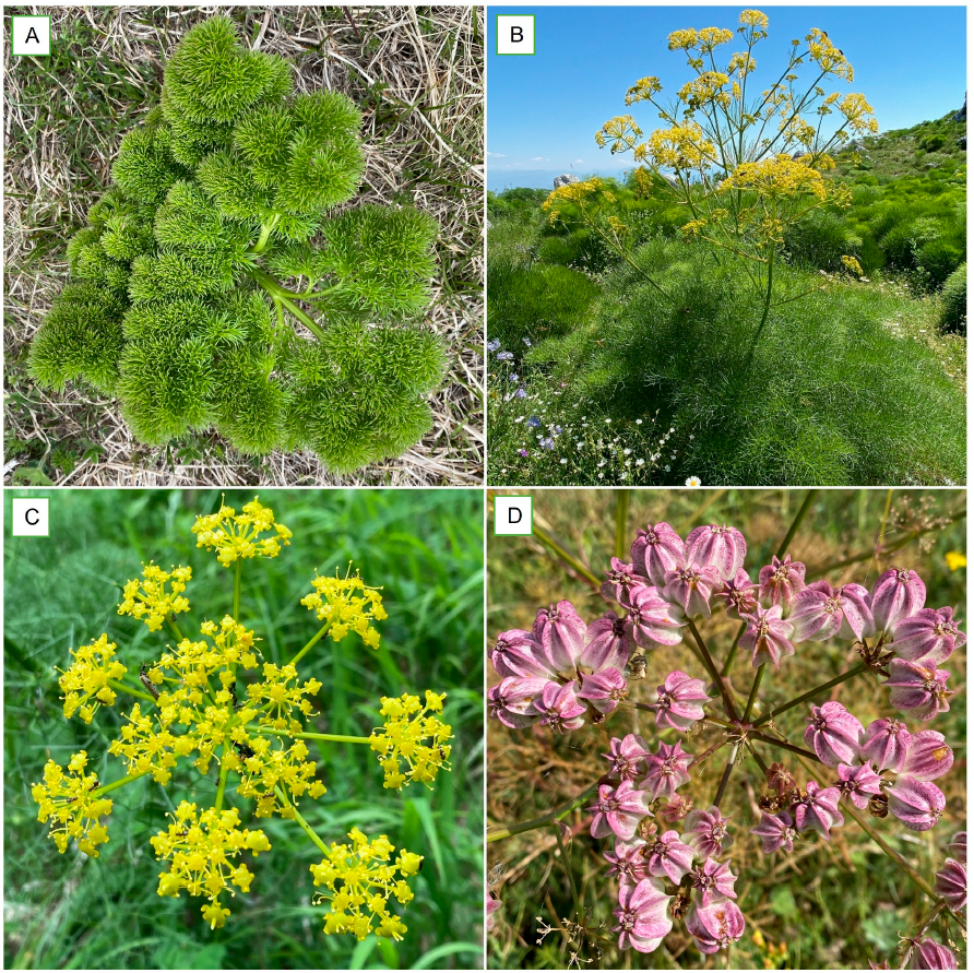 Plants_MDPI's tweet image. 🌿 Multiple chemotypes, diverse bioactivities.

This review explores the chemistry and antimicrobial, cytotoxic, insecticidal, and phytotoxic effects of Prangos ferulacea essential oil.

🔗 Read more: brnw.ch/21wZulj

#EssentialOils #Phytochemistry