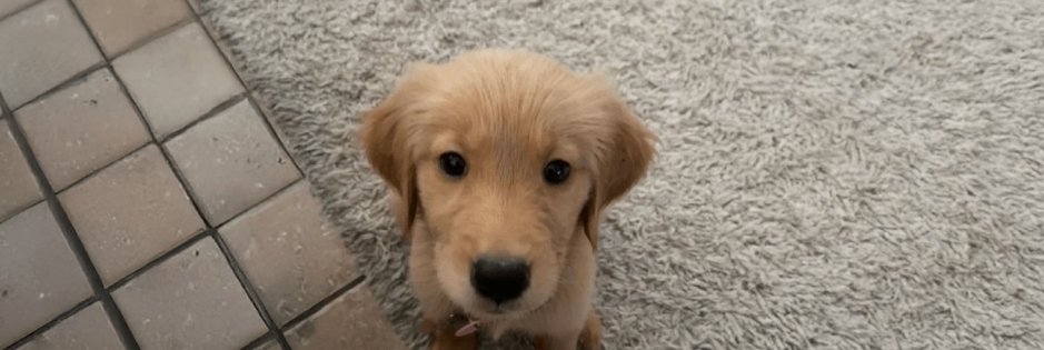 9HHrikqNLYvfXzxtNV8pvPLrWbDGG4mZkVpaKBcvgLyu
Once upon a time $billy was leading the trenches now 2 years after deployment the time has come for $buddy to shine.
Especially after <a href="/BPuppy80020/">Barking Puppy</a> announced his dog's name is indeed $buddy and $BP skyrocketing to 15mil. Crime season is