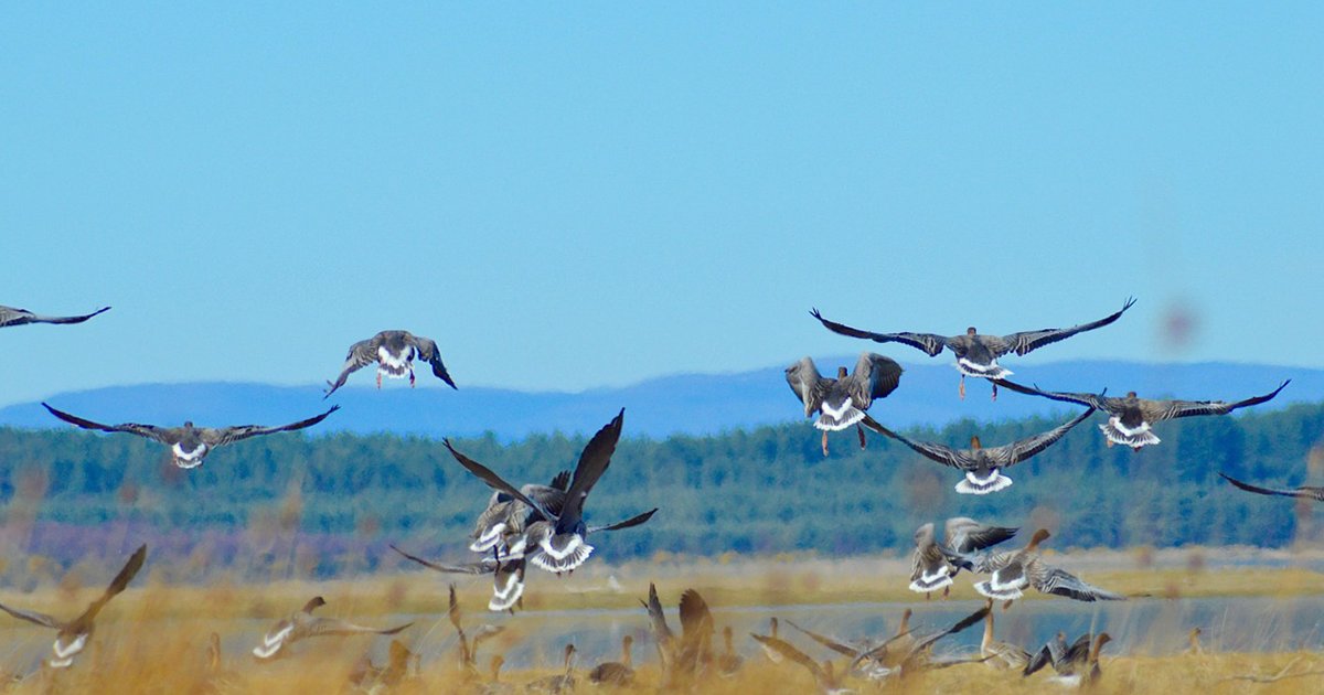 Baker Consultants - Ecology and Ecoacoustics tweet media