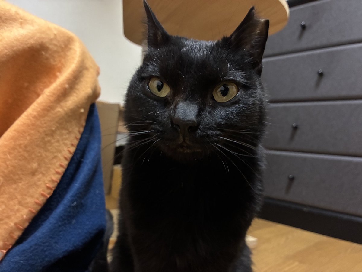 スンっ ＃猫かわいいね ＃猫のいる暮らし ＃猫のいる生活