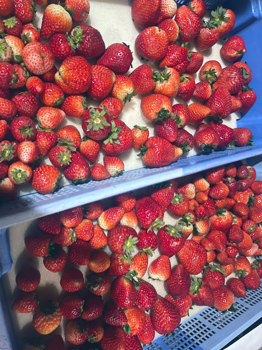 azumarooo2's tweet image. このシーズンがやってきたな……(毎日苺生活…