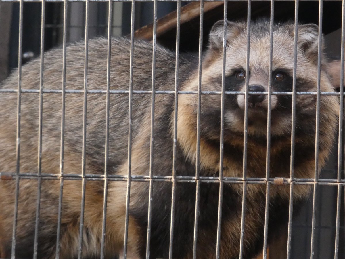 もふもふは裏切らない💪 2026/01/23 #TanukiThursday #神奈川県たぬぐま会