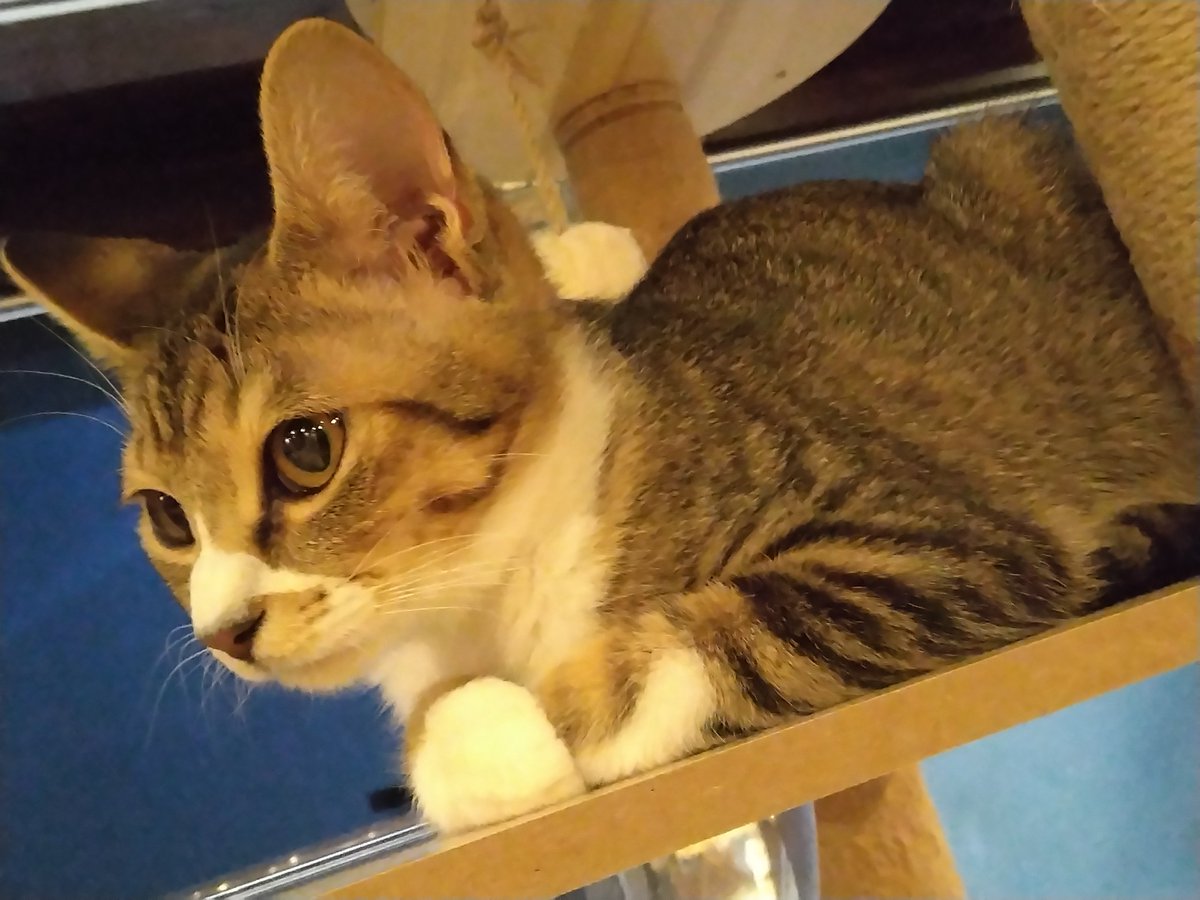 GGaiP0T93p7106's tweet photo. #保護猫カフェ #保護猫を家族に
#Cways #八戸 https://t.co/JqPMolIURn