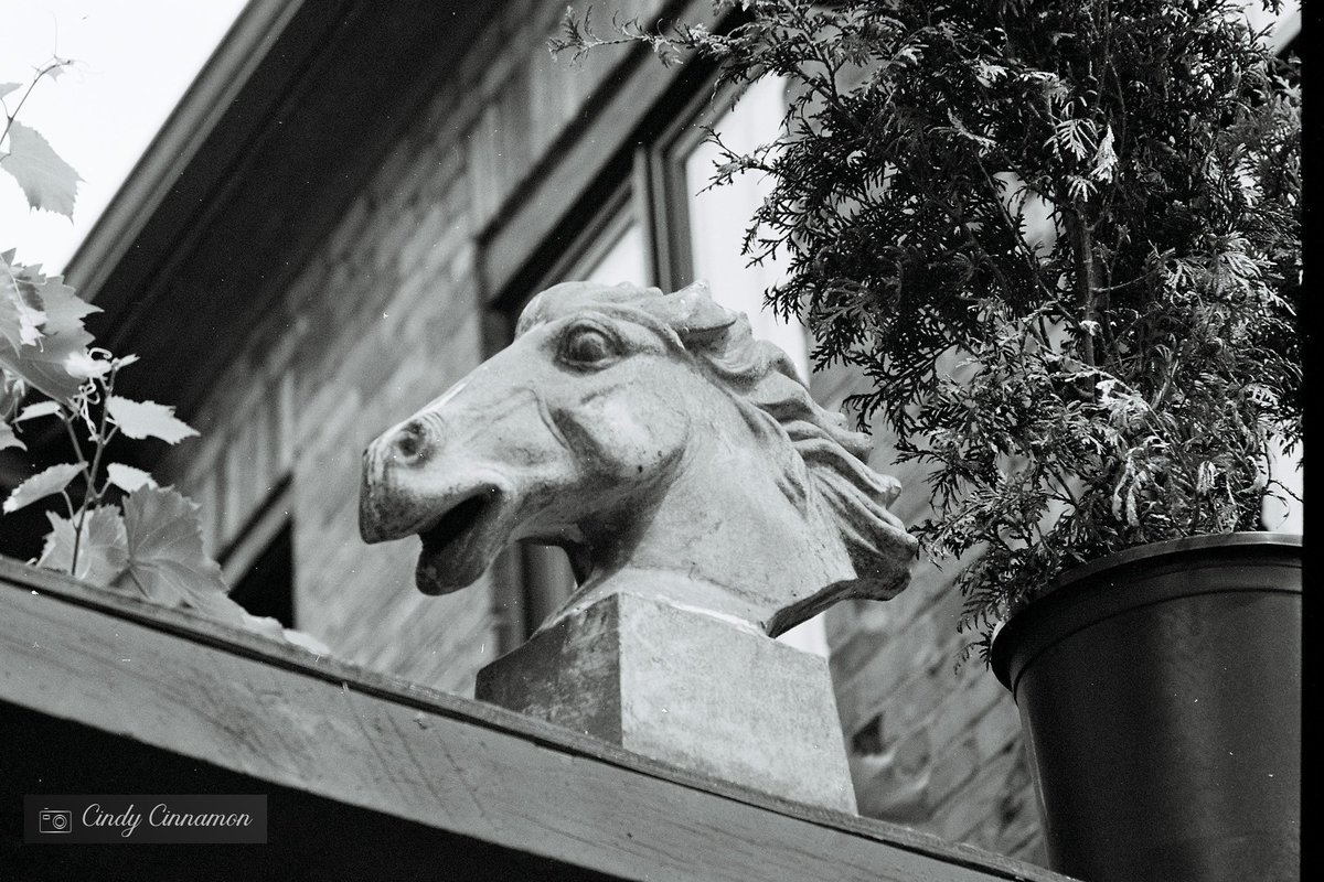 Cindy Cinnamon Photographie
CindyCinnamon.com
Pentax ME Super
Ilford XP2 400

#Pentaxian #PhotoOfTheDay #BelieveInFilm #shootfilm #Art #Pentax #PentaxMeSuper #Cheval #35mm #IlfordXP2 #AsahiPentax #Horse #bnw #IlfordFilm #Ilford400 #IlfordPhoto #Statue #VilleDeQuebec #Canada