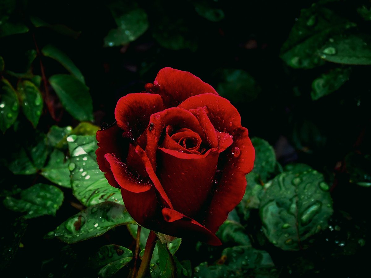 Entwined

Each confined to a single bed,
they share a room together.

It’s Valentine’s Day, and someone
brought a card with roses on the front
like those he used to give her,
setting it on a table between them.

So he thought of them and prayed.

Sinking into the soil of his soul