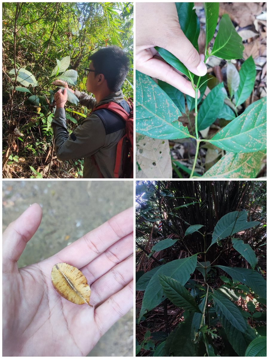 Rubiaceae-Annonaceae specialist, Junhao from #SING "shows and tells" field excursion, one of key in identifying Aidia sp from the reduced leaf, Combretaceae fruit possibly Terminalia, and Tarenna sp tree architecture 🍃