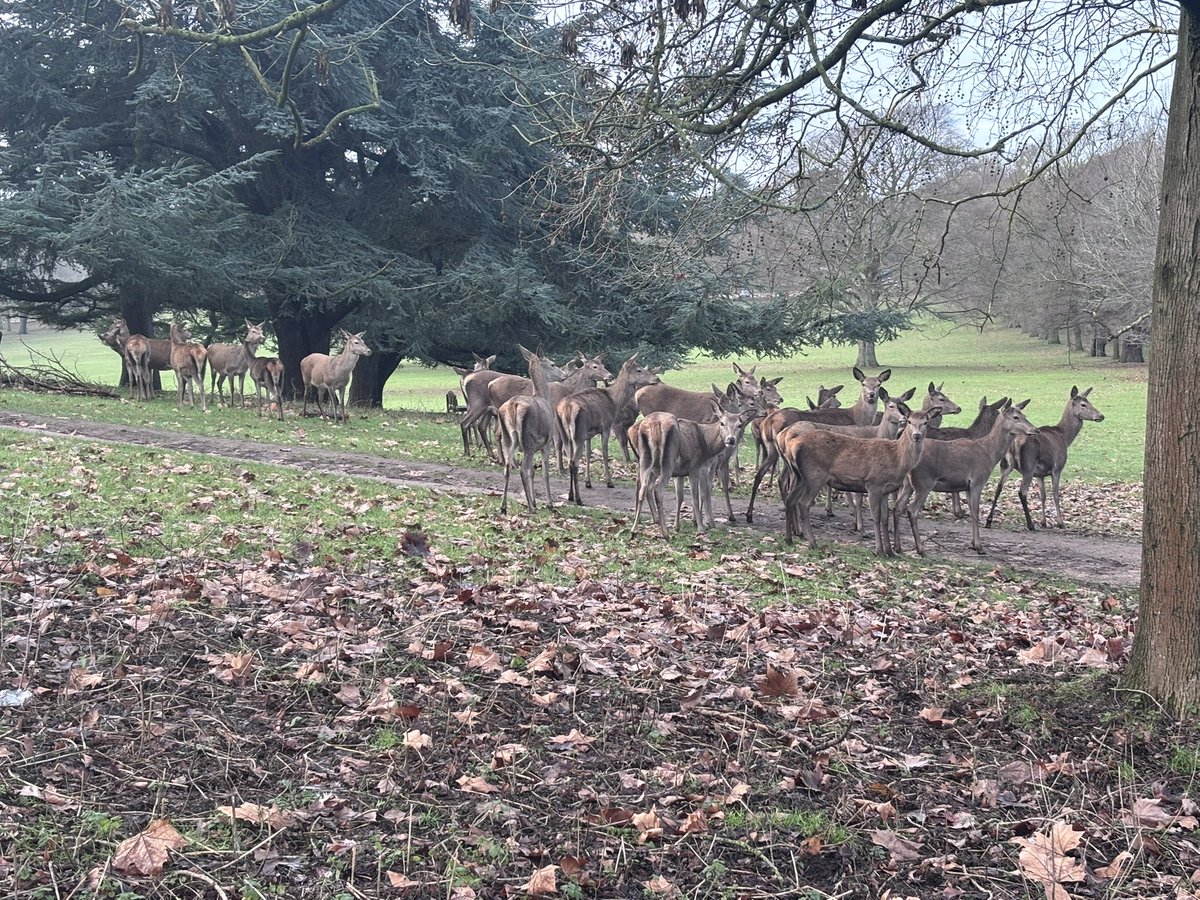 Phoenizard tweet media