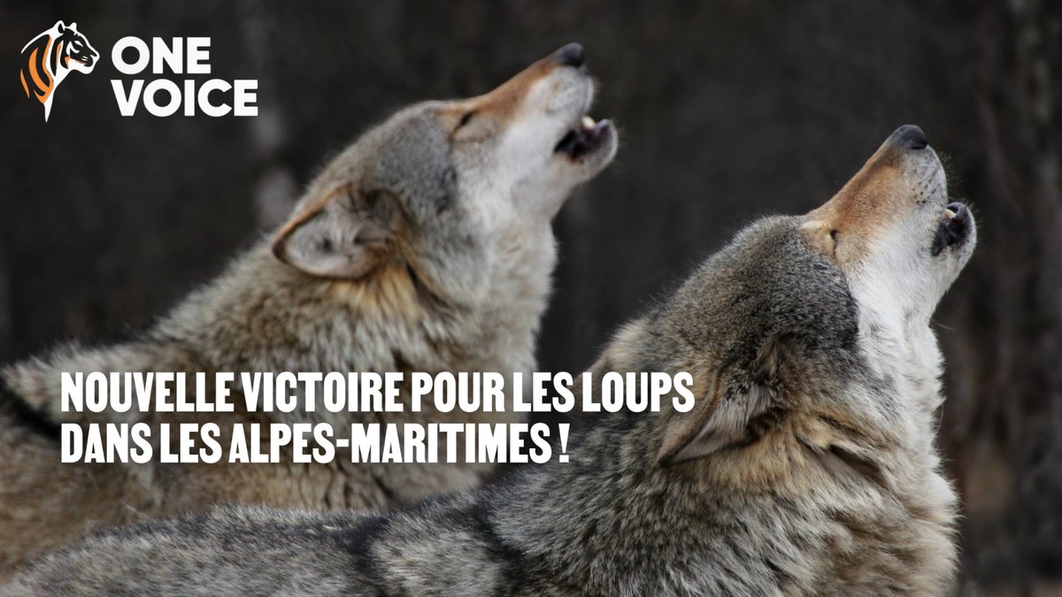 Nouvelle victoire pour les loups dans les Alpes-Maritimes ! 💪
Suite au recours de One Voice, le tribunal administratif de Nice annule 7 arrêtés autorisant des tirs illégaux : aucune attaque avérée, aucune mesure préalable. L’État doit respecter la loi. ✊