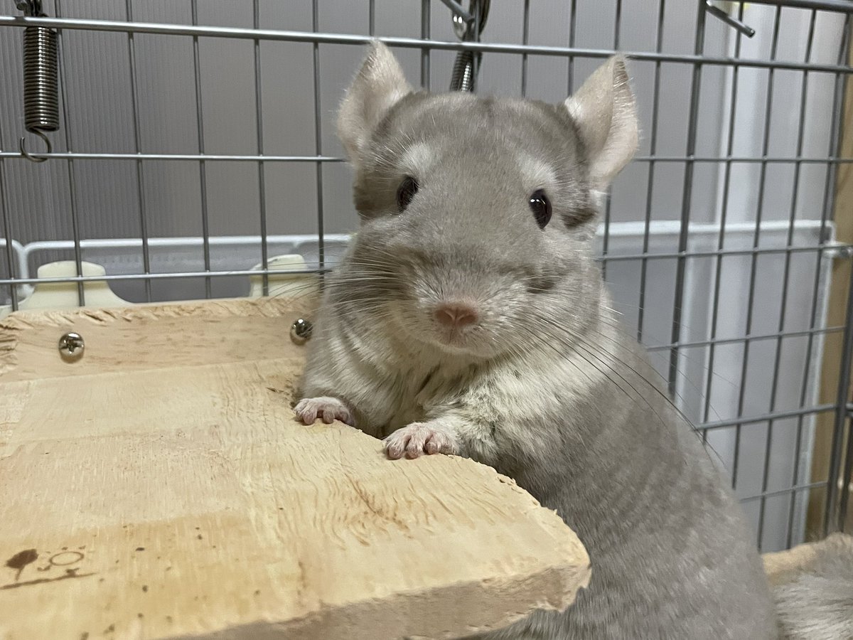 あまりにも可愛すぎませんか😭🩷🩷