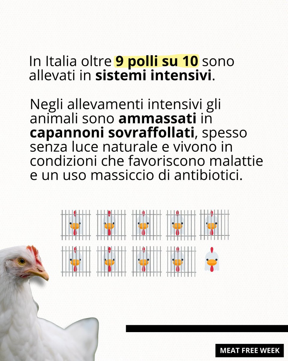 WWFitalia's tweet photo. In #Italia gli animali negli #allevamenti intensivi continuano ad aumentare e questo è un problema per la loro e la nostra #Salute oltre a essere un danno per le piccole aziende locali
Un soluzione però c'è: ridurre il nostro consumo di carne
#Meatfreeeweek https://t.co/Fh48Kcl2EA