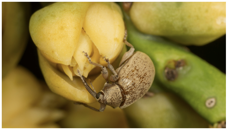 Pollinators tweet media