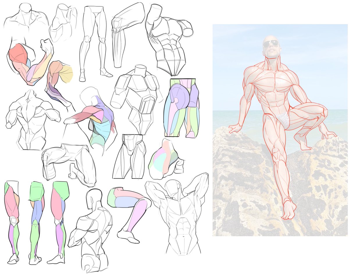 5주차 (근육 공부 20종+ 사진 위에 근육 덧그리기 1종)