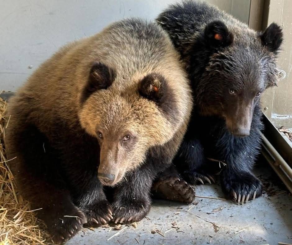 🐻 Bears Daily 🐻 tweet media