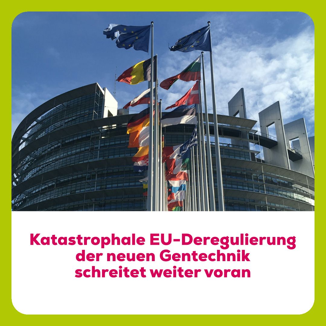 Umweltausschuss des EU-Parlaments stimmt dem Verordnungsvorschlag zur Deregulierung der neuen Gentechnik zu - ein Desaster für Wahlfreiheit und Vorsorgeprinzip. (buff.ly/gpqLPRn) Denn der Vorschlag enthält keine durchgehende Kennzeichnungspflicht und sieht keine