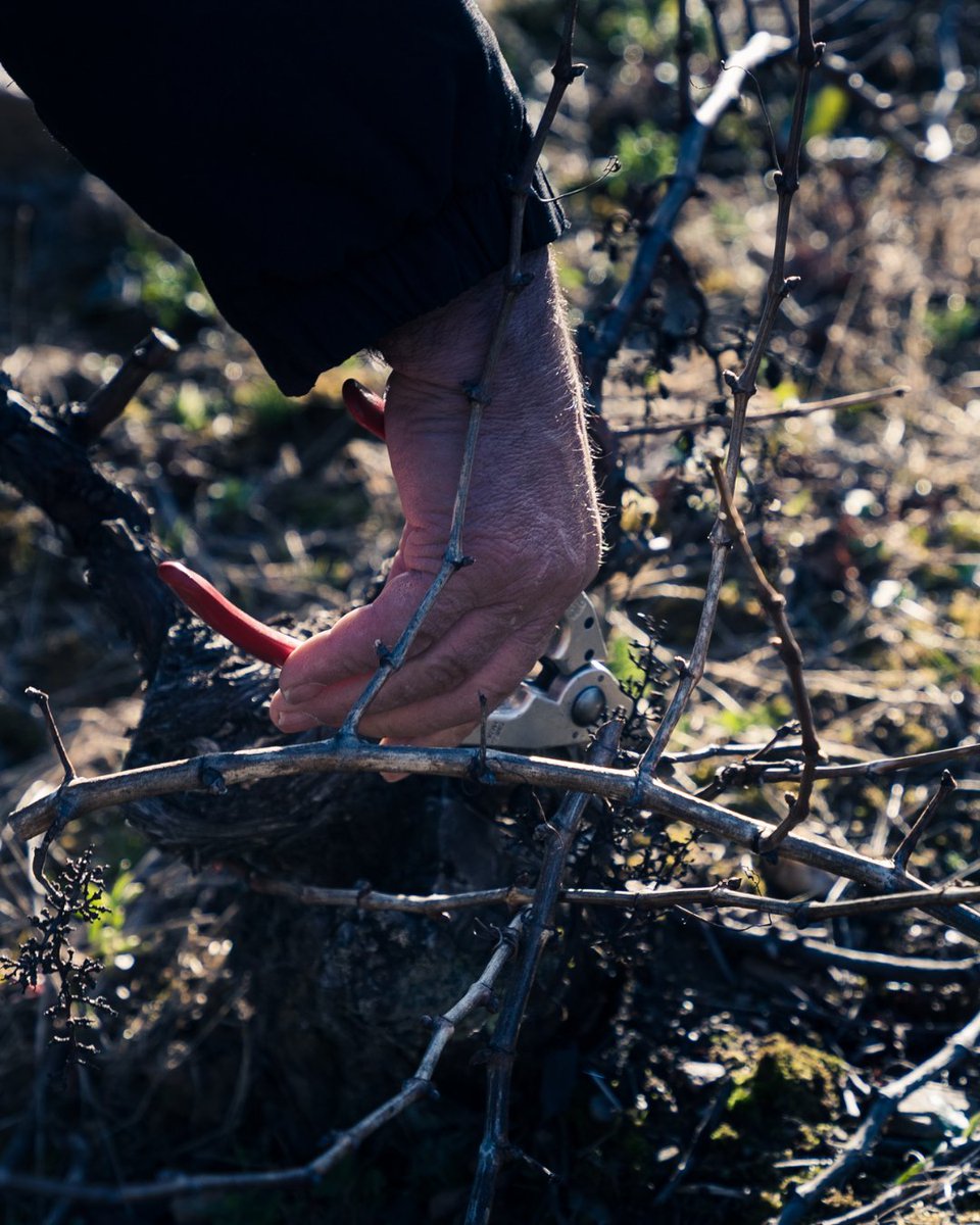 Cuando nadie lo espera, entre el frío y el silencio, el viñedo se prepara para dar lo mejor de él durante el año.

godelia.es