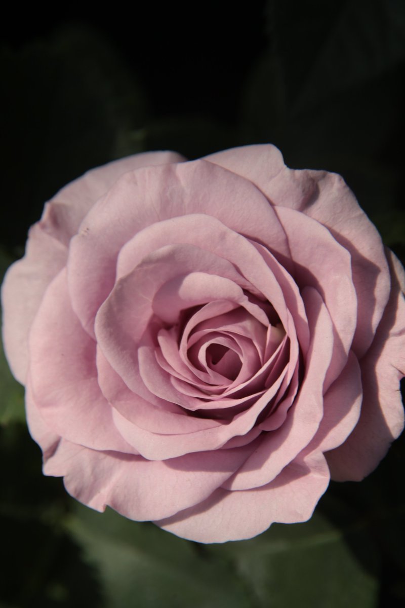 Elegance in a single bloom 😃💫

#Rose #Garden #Flowers